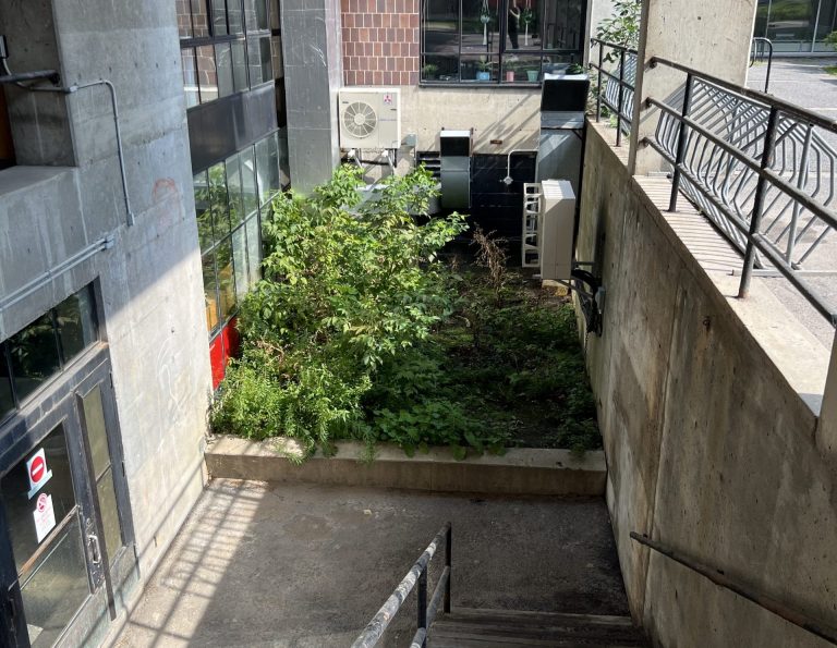 Photo of an overgrown greenspace between a building and a wall