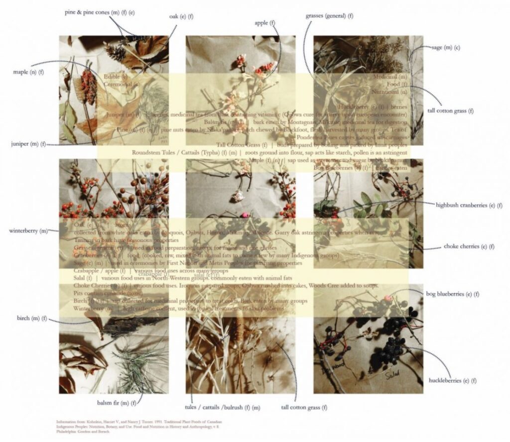 Art by Catherine McBain.