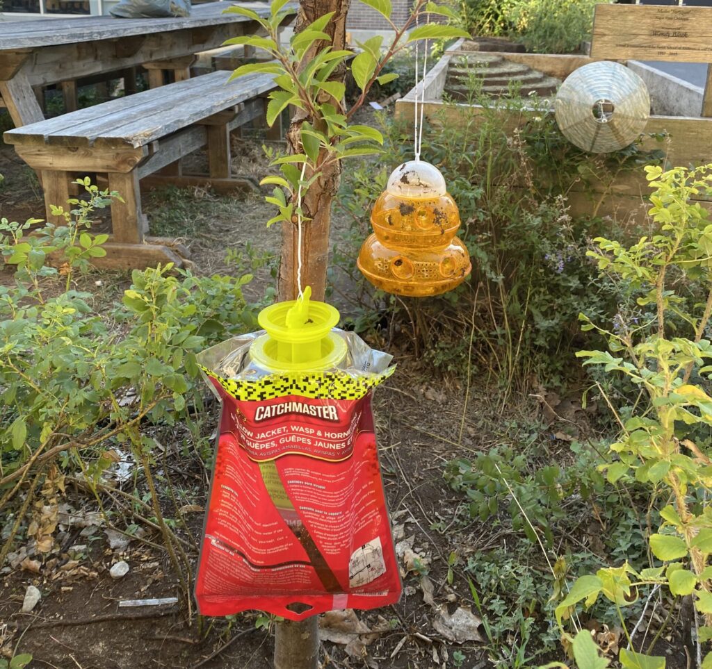 Two wasp traps hang from a small tree in a garden near wooden benches.