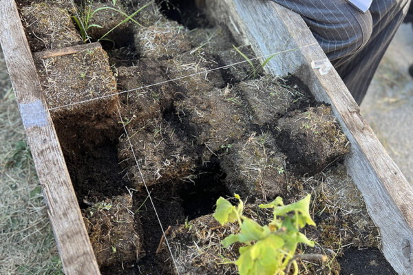 Grid of stacked soil blocks inside a wooden planter