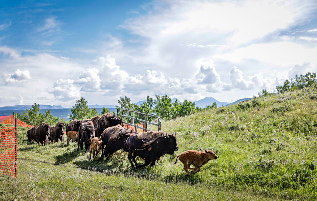 Bison being reintroduced to the tallgrass of the Blackfoot Confederacy's Prairie Restoration Initiative in southern Alberta.