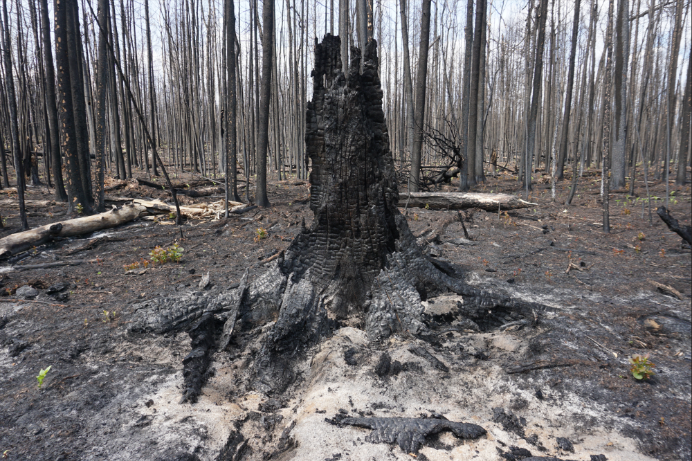 Close-up of a large, charred tree stump surrounded by burnt forest floor and standing blackened tree trunks.