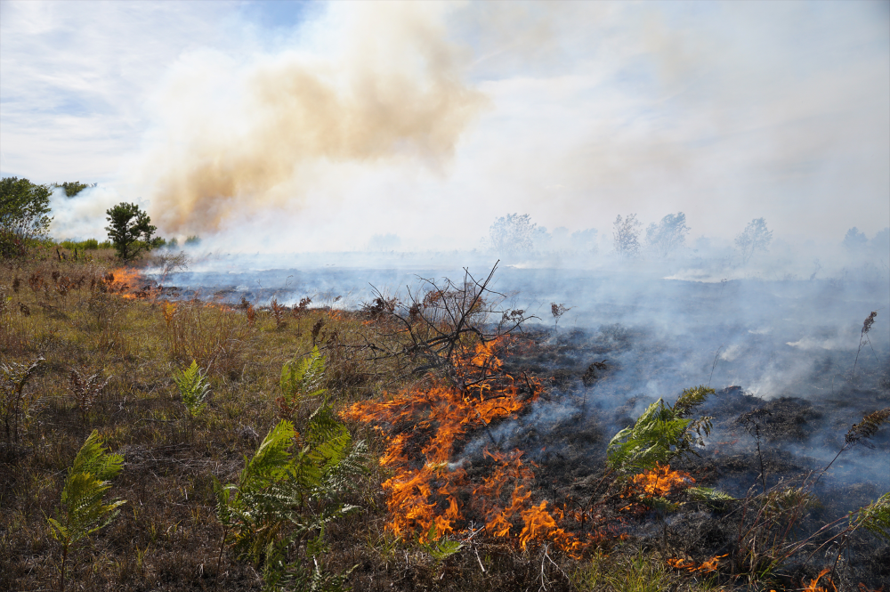 A line of low fire burns across a grassy field during a prescribed burn, with smoke drifting into the air.
