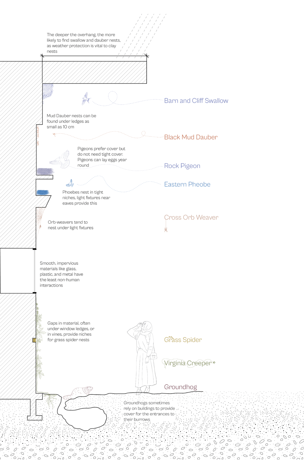 Section drawing showing where different species nest on and around a building wall and underground.